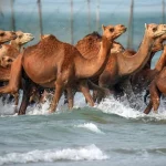 تصاویر؛ حمام شترها در خلیج فارس
