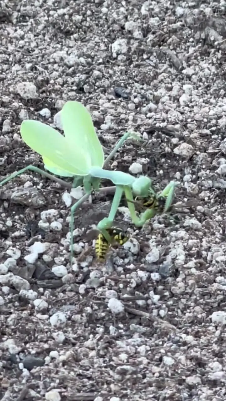 Wp Header Logo 1256.png