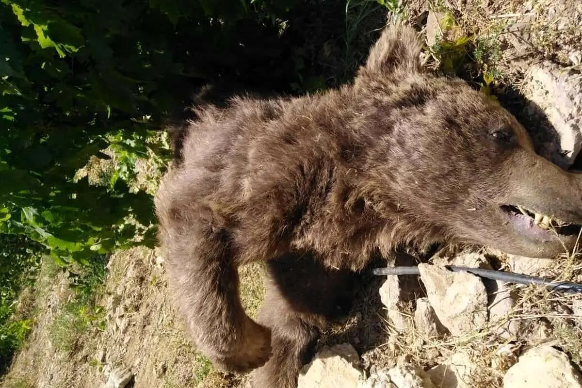 Wp Header Logo 1547.png