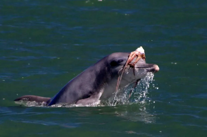 Wp Header Logo 51.png